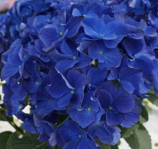 蓝色地球 深海之色种绣球花苗盆栽四季开花无尽夏花卉植物室