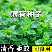 可食用薄荷种子留兰香柠檬苗猫薄荷，四季播种室内阳台盆栽花种籽子