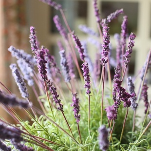 普罗旺斯紫色欧式出口，专业制花材质