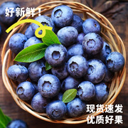 云南蓝莓鲜果甜当应季孕妇宝宝辅食蓝莓水果新鲜蓝莓大果整箱125g