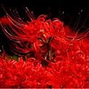种球类花卉彼岸花曼珠沙华花种子红花石蒜盆栽室内外四季开花植物