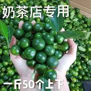 新鲜海南青金桔小柠檬皮薄，多汁小青柠，奶茶专用泡水水果茶非