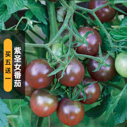 紫圣女番茄种子200粒紫美人小西红柿水果种子阳台盆栽易种春季播