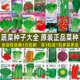 蔬菜种子四季播盆栽阳台种菜庭院，菜籽香菜菠菜草莓生菜种籽孑大全