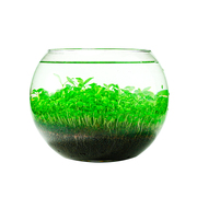 生态玻璃鱼缸水草种子桌面，植物造景草盆客厅家用装饰水培真草套餐