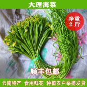 2斤水性杨花云南大理特产洱海海菜新鲜大理海菜农产品