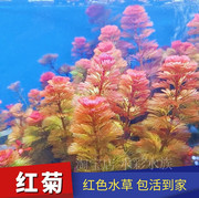 红菊水草鱼缸造景，阴性草缸易养中后景陀草无需二氧化碳红色淡水
