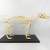 仿真狗全身骨骼标本模型，动物犬骨架，教学头骨头玩具宠物医院兽医用