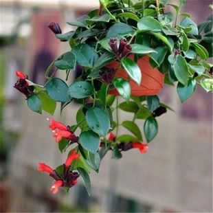 口红吊兰盆栽室内阳台，垂吊绿植常青藤太阳花口红吊兰绿萝