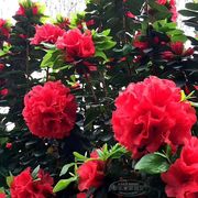 满堂贵杜鹃花又名丹东杜鹃满堂红富贵巨花型盆栽阳台盆景