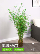 水培米竹带根竹子盆栽，绿植物室内客厅，水养南天竹小型凤尾观赏竹苗