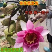 睡莲带花水生植物耐寒莲花花苞四季池塘香莲庭院盆栽观赏荷花