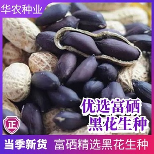 富硒黑花生种子大田四粒红罗汉果庭院四季高产花生种籽孑蔬菜种子