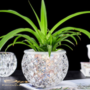 白掌花盆绿萝水培器皿玻璃，透明水养植物容器，吊兰铜钱草多肉圆形瓶