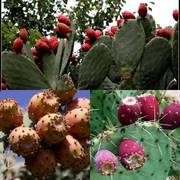 食用仙人掌果树苗火龙果盆栽，水果苗仙人果，野生仙人掌果养生美容