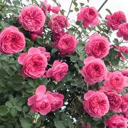 粉色达芬奇藤本月季花苗阳台庭院，爬藤蔷薇淡香中等花玫瑰花卉植物