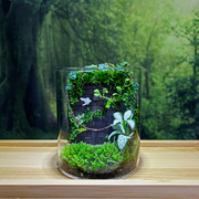 进阶款苔藓微景观diy材料，造景生态瓶材料包桌面(包桌面)室内苔藓植物