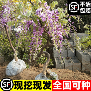 四季紫藤花苗爬藤树苗植物室外阳台盆栽紫藤萝老桩攀爬墙攀援花卉