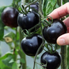 小番茄种子室内四季种易活种圣女，果盆栽西红柿苗阳台水果蔬菜种籽