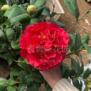 克瑞墨大牡丹红香茶茶花苗，巨花型有香味树苗绿植花卉盆栽