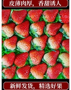 红颜牛奶草莓现摘现发新鲜草莓水果浓郁香甜可口