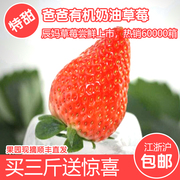 牛奶草莓现摘现发新鲜草莓日本红颊草莓建德草莓，草莓奶油草莓3斤