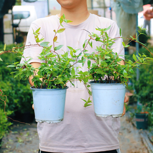 法国香水茉莉花苗爬藤植物耐寒盆栽阳台庭院攀援花卉黄花茉莉浓香