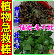 植物医疗包急救棒缓释营养棒花卉抗病菌促绿叶开花活土生根肥料