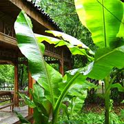 芭蕉树苗 绿天扇仙甘蕉芭庭院绿化树苗多年生室内外大型植物
