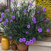 翠芦莉盆栽紫色蓝花草多年生花卉，花苗耐热耐阴庭院阳台花期长植物