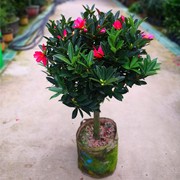 四季杜鹃红山茶花带花浓香型，盆栽室内外阳台，庭院观赏花卉绿植好养