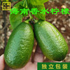 新鲜无籽海南香水柠檬一级果奶茶店专用果台湾绿黄青柠檬水果