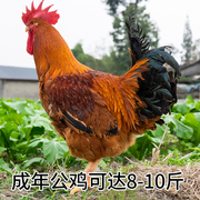 九斤红鸡种蛋受精鸡蛋九斤黄红玉土鸡大型种鸡蛋受精蛋可孵化小鸡