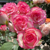 艾莎公主玫瑰花苗盆栽月季老桩阳台，庭院特大花浓香四季花卉带花苞
