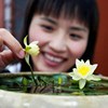 迷你睡莲根块带花芽苞碗莲种藕四季水培植物室内水养小型荷花根~