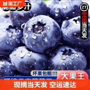 山地高原新鲜蓝莓王鲜果(王鲜果)盒装应当季水果，现摘孕妇大果125g盒