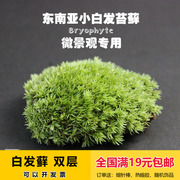 白发藓微景观苔藓，diy盆栽青苔创意自制迷你盆景植物材料满