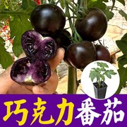 黑色巧克力番茄种苗超甜紫种籽子樱桃圣女果，西红柿蔬菜苗春秋阳台