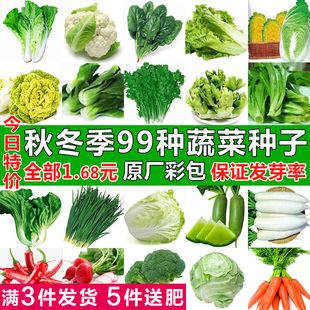 四季蔬菜种子香菜菠菜青菜葱，油麦菜白菜萝卜，籽黄瓜南方生菜籽种孑