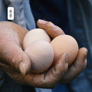 若谷土鸡蛋农家散养新鲜安徽九华山正宗农家土鸡蛋30枚孕妇可食用