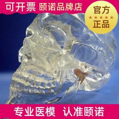 ENOVO颐诺透明人体头颅骨解剖模型水晶头骨神经X科X光介入模