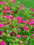 紫茉莉种子驱蚊花草地雷花种孑胭脂花阳台庭院易种盆栽花种籽子