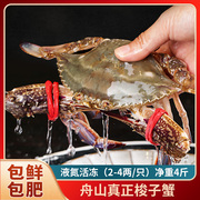 海螃蟹舟山梭子蟹新鲜超低温，冷冻大海蟹海鲜，水产白蟹飞蟹公蟹母蟹