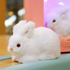 2023兔年吉祥物仿真兔子玩偶毛绒，玩具儿童新年礼物女孩可爱小白兔