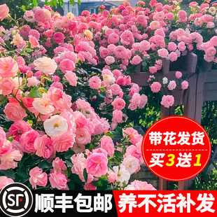 蔷薇花苗藤本月季特大花树庭院，爬藤植物花卉，盆栽阳台玫瑰四季开花