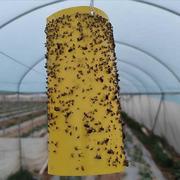60张粘虫板诱虫板纸贴双面黄色沾黏蚊子杀黑虫胶灭小飞虫果蝇