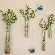 diy创意圆柱壁挂式富贵竹，透明玻璃水培植物花瓶，花插居家室内装饰