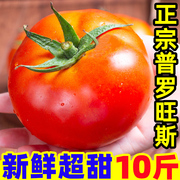 西红柿新鲜水果10斤普罗旺斯沙瓤西红柿自然熟大番茄生吃草莓柿子