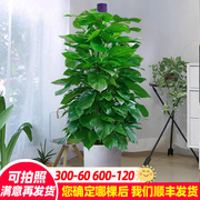 大绿萝柱盆栽室内客厅卧室植物，净化空气大型办公室好养水培绿植