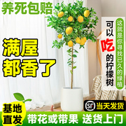 香水柠檬树盆栽绿植大型室内客厅植物吸甲醛阳台，四季好养花卉带果
